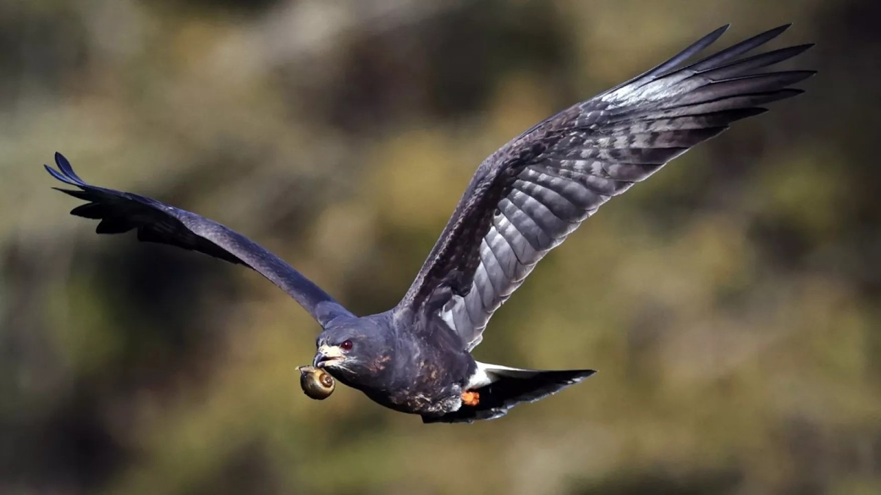 First Coast Connect: 03/11/26