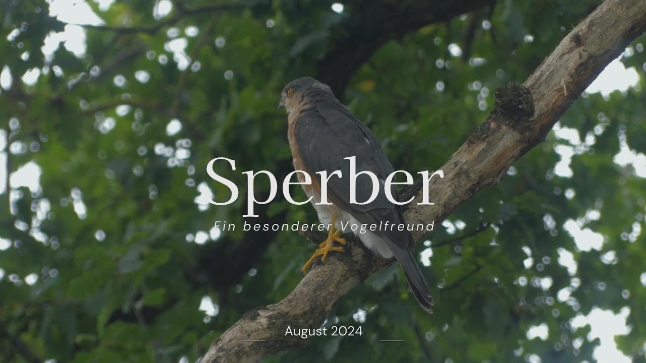 Sperber - ein besonderer Vogelfreund