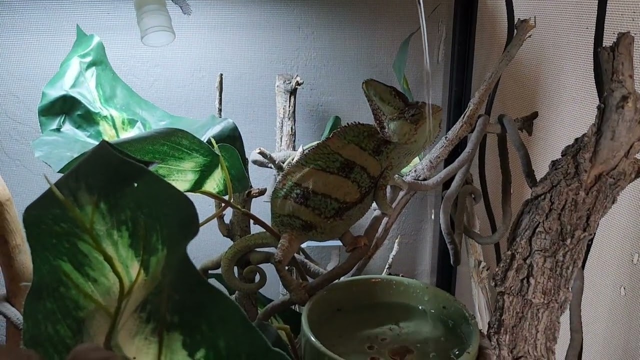 Water Dripper DIY for Chameleon