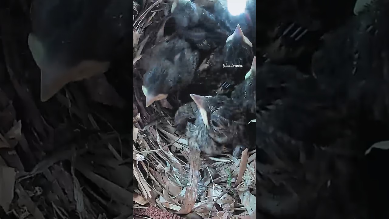 New hatched chicks to 10 days old #nestboxcamera