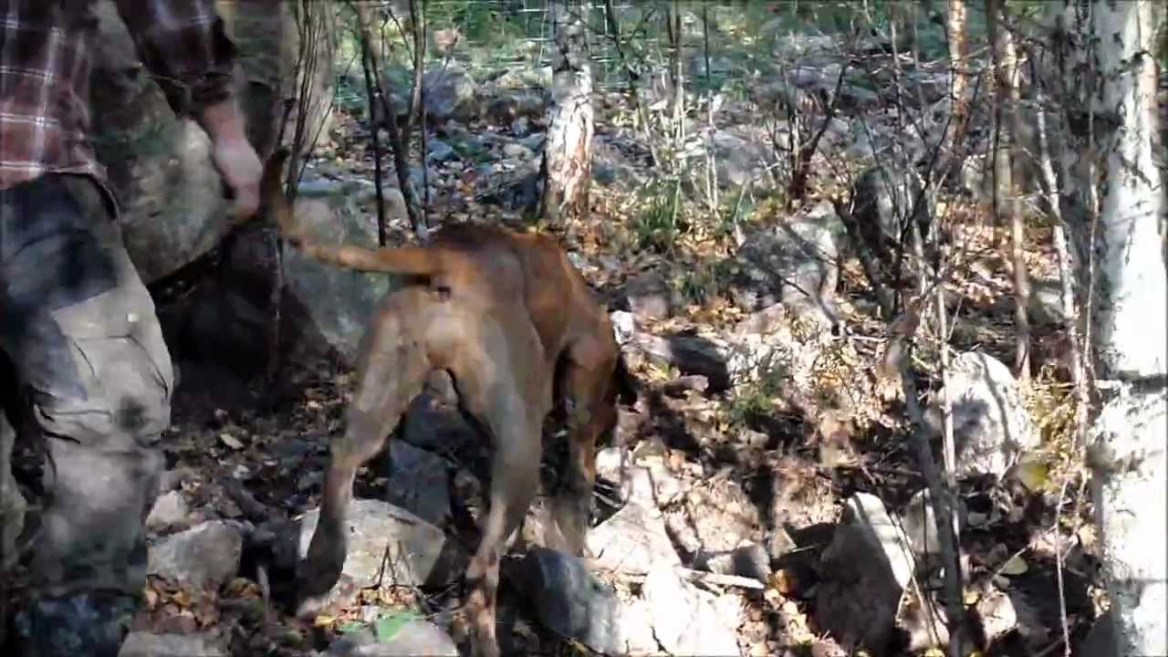 A Rhodesian ridgeback 17 month old first contact with a wild boar