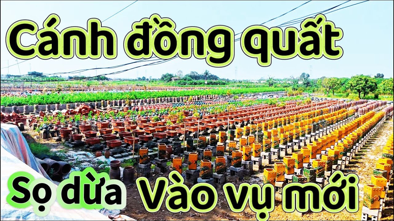 Cánh đồng sẵn sàng vụ mới- làng thiết trụ Mễ sở Hưng yên 