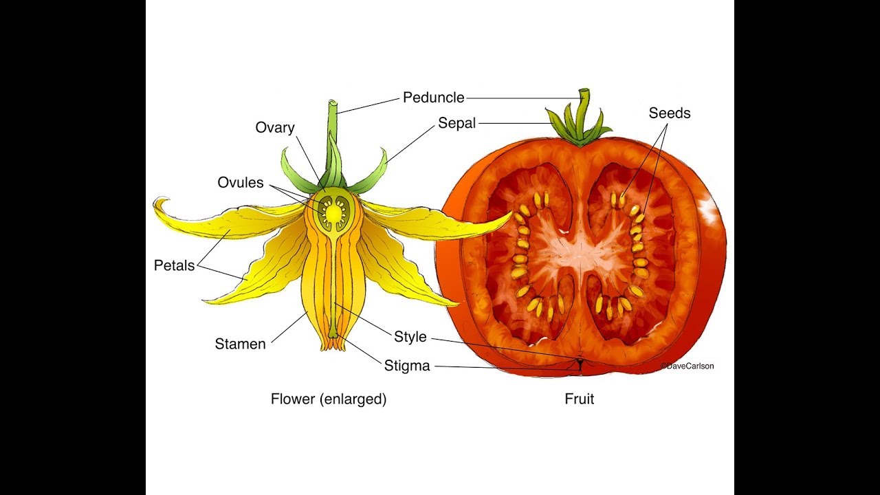 Le piante Angiosperme: il frutto e il seme