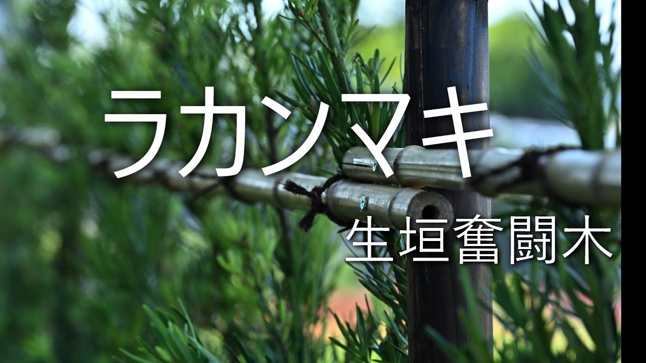 ラカンマキ奮闘木