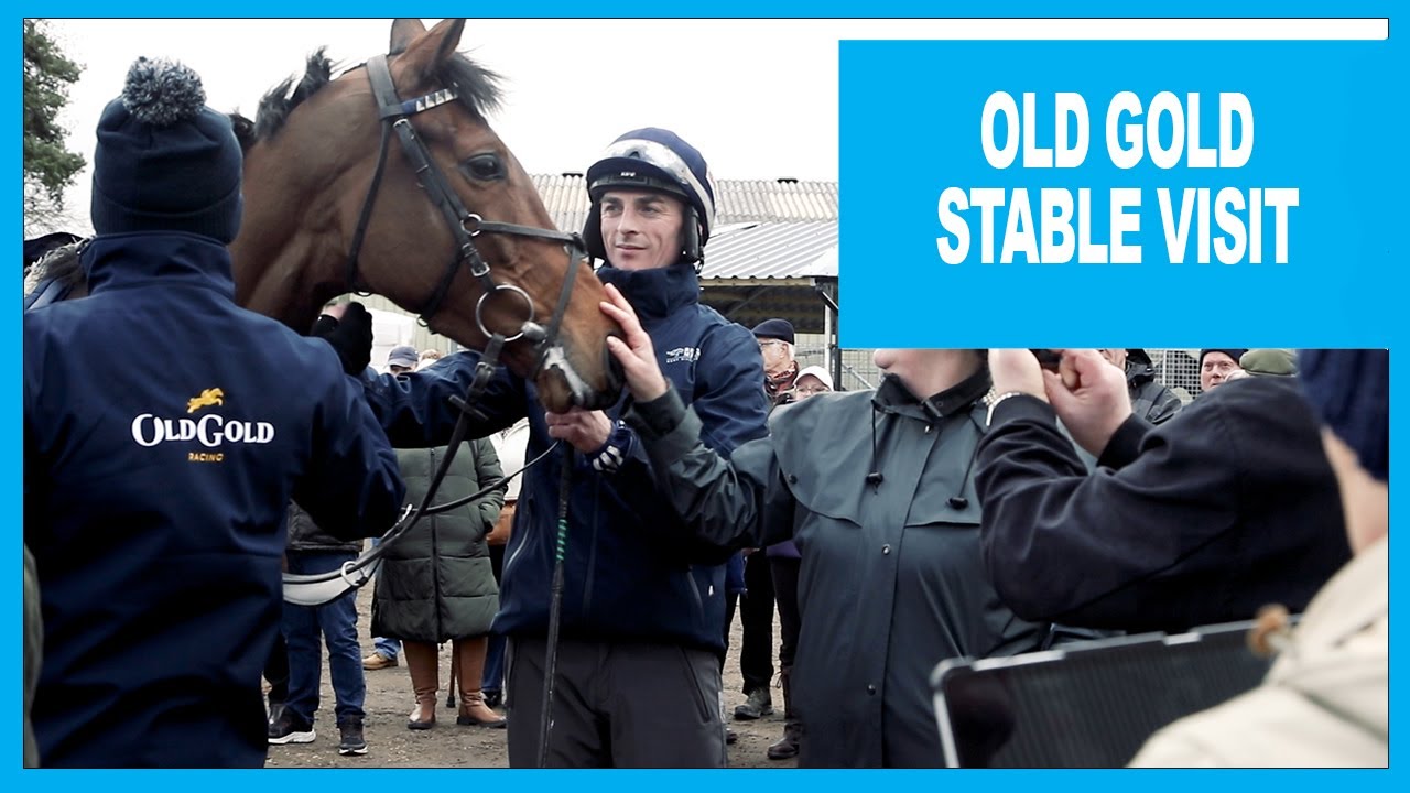 Old Gold stable visit
