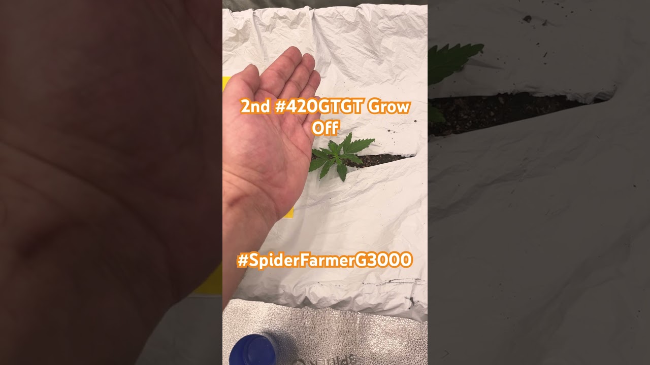 9/21 Can&rsquo;t believe this is 21 days! So small ! 2nd #420gtgt Grow Off #spiderfarmerG3000