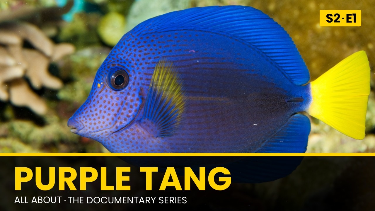 Purple Tang: Natural History & Aquarium Care | All About Documentary Series
