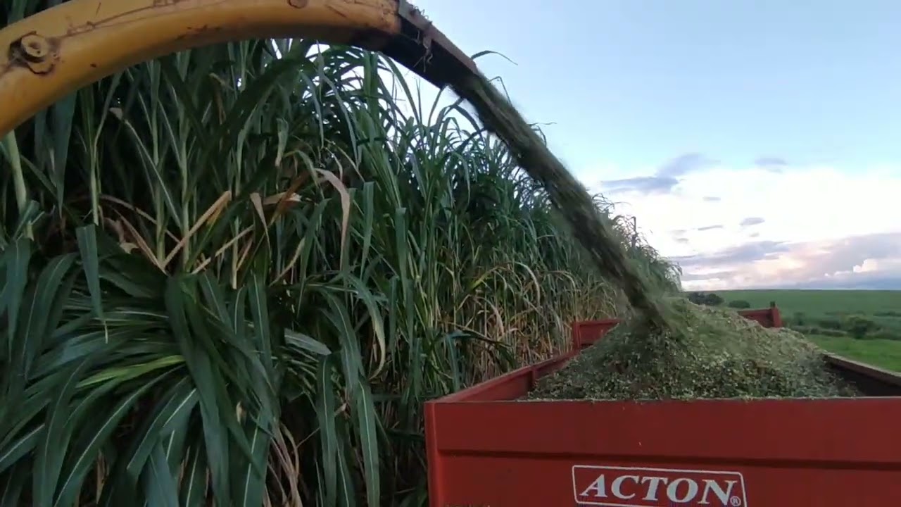 Silagem de Capiaçu 🌾🔝