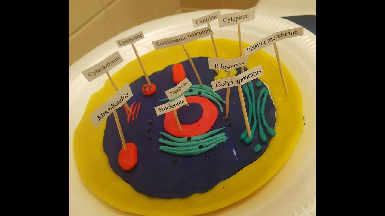 Animal Cell Model with  Play-Doh