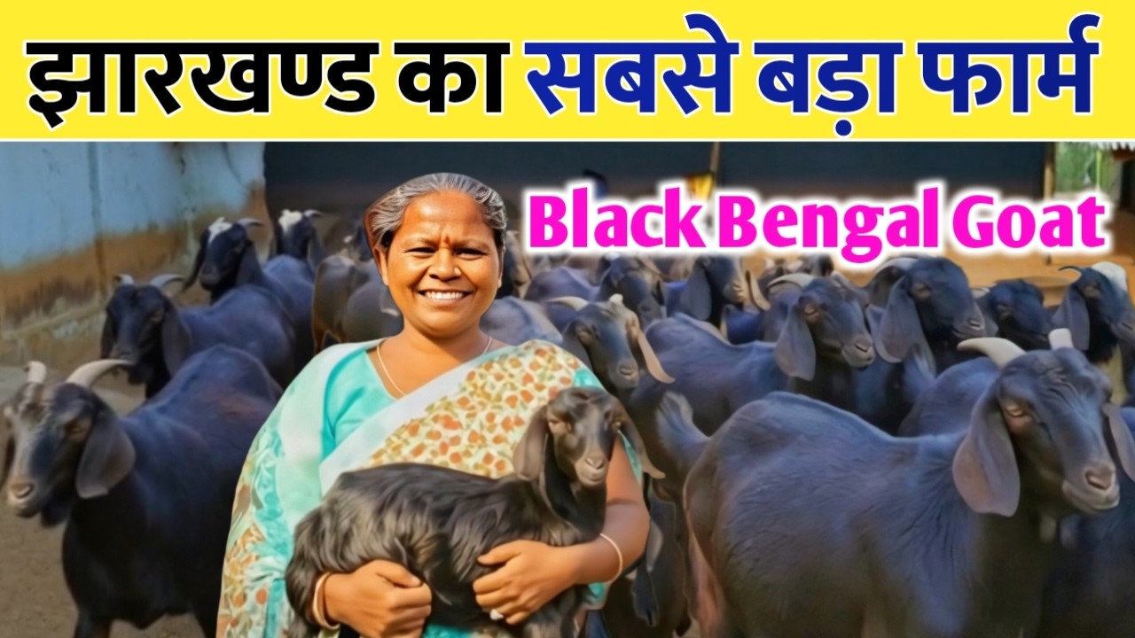झारखण्ड का ब्लैक बंगाल बकरी का सबसे बड़ा फार्म! 🥇 ।।BLACK BAKRI FARM JHARKHAND।