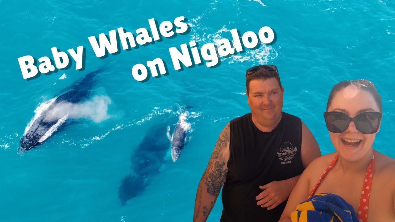 Ningaloo Reef Australia: Whale watching, Dugongs & Coral Bay Snorkelling | Epic Exmouth Road Trip