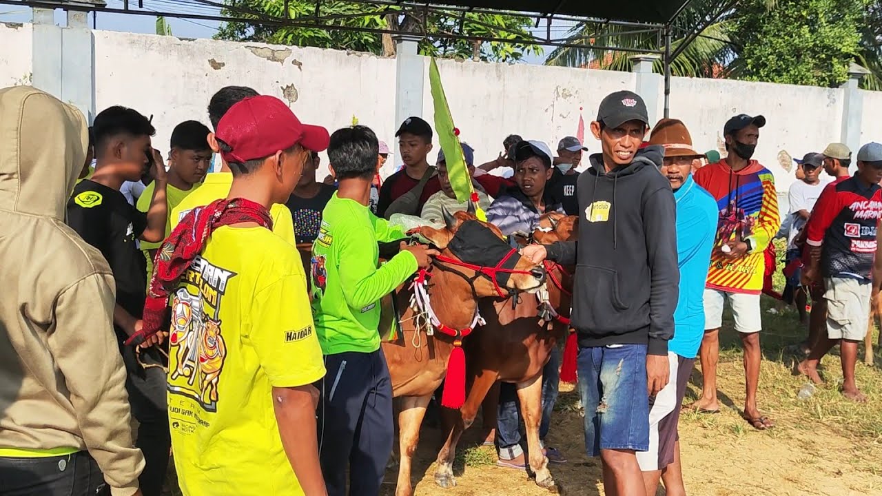 Wow Start Karapan Sapi Tim Preman Malindos.