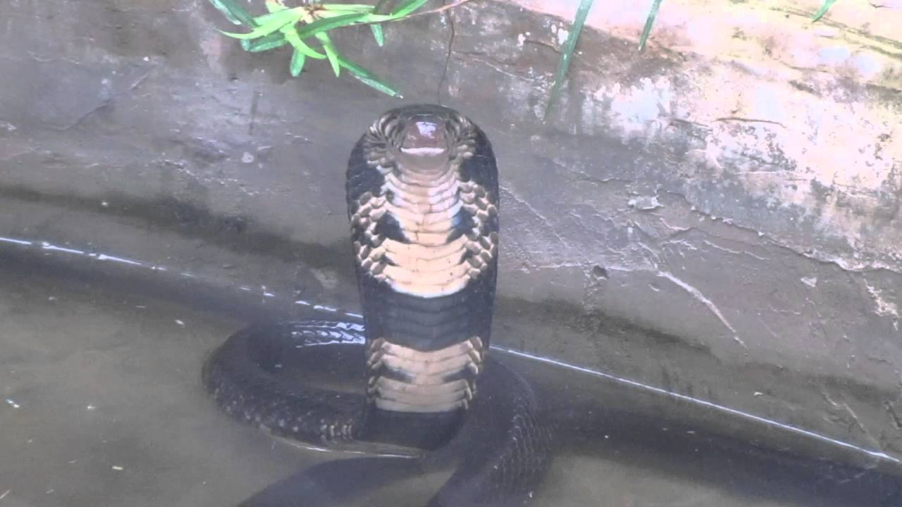 Forest Cobra