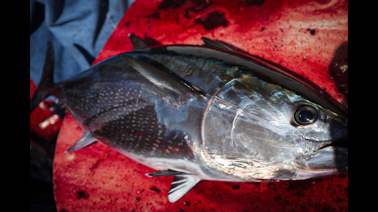 TORRES 2 DAY CHARTER 2025