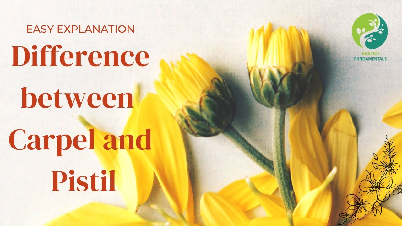 Difference between Carpel and Pistil | Carpel | Pistil | Carpel and Pistil Description