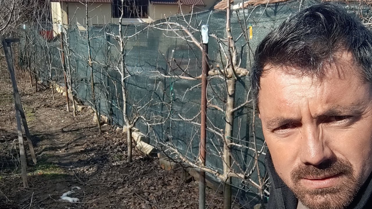 Pomi formați palmeta plantați cu burghiul anul 4 de la plantare 🍒🍎🍏🫐🍐✅