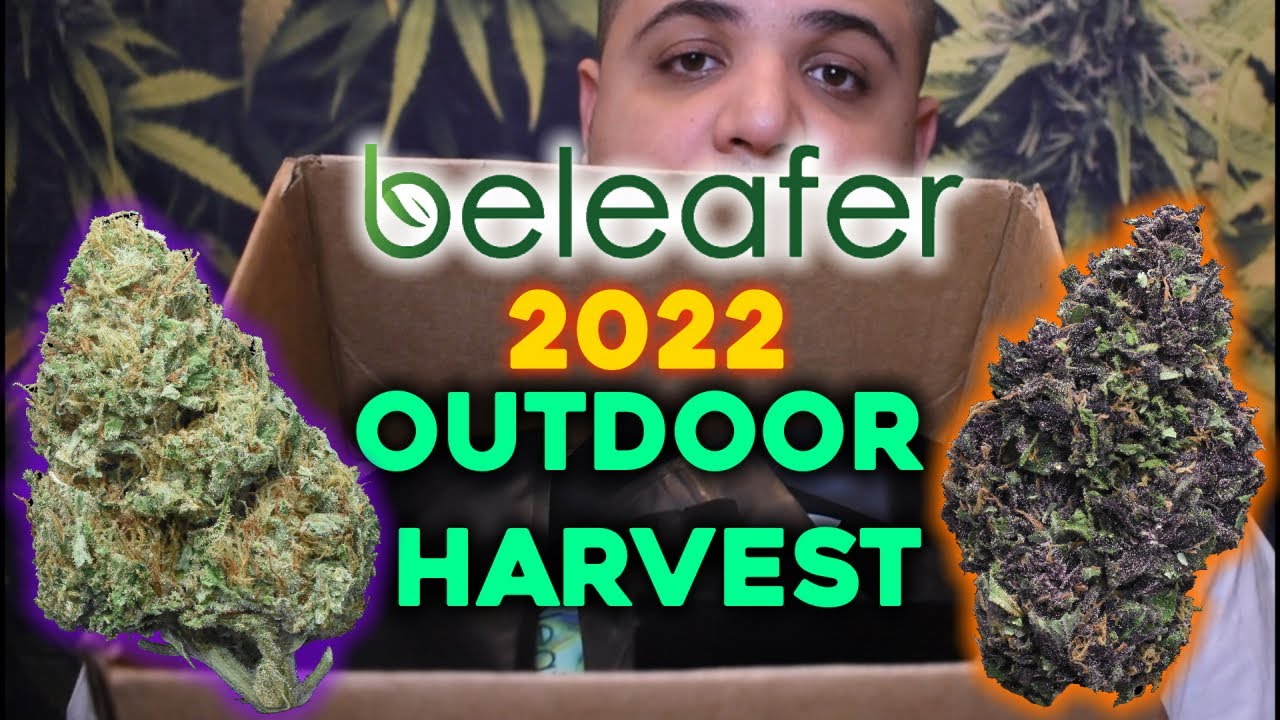 Beleafer 2022 Outdoor Harvest Review | CBD Hemp Flower Review
