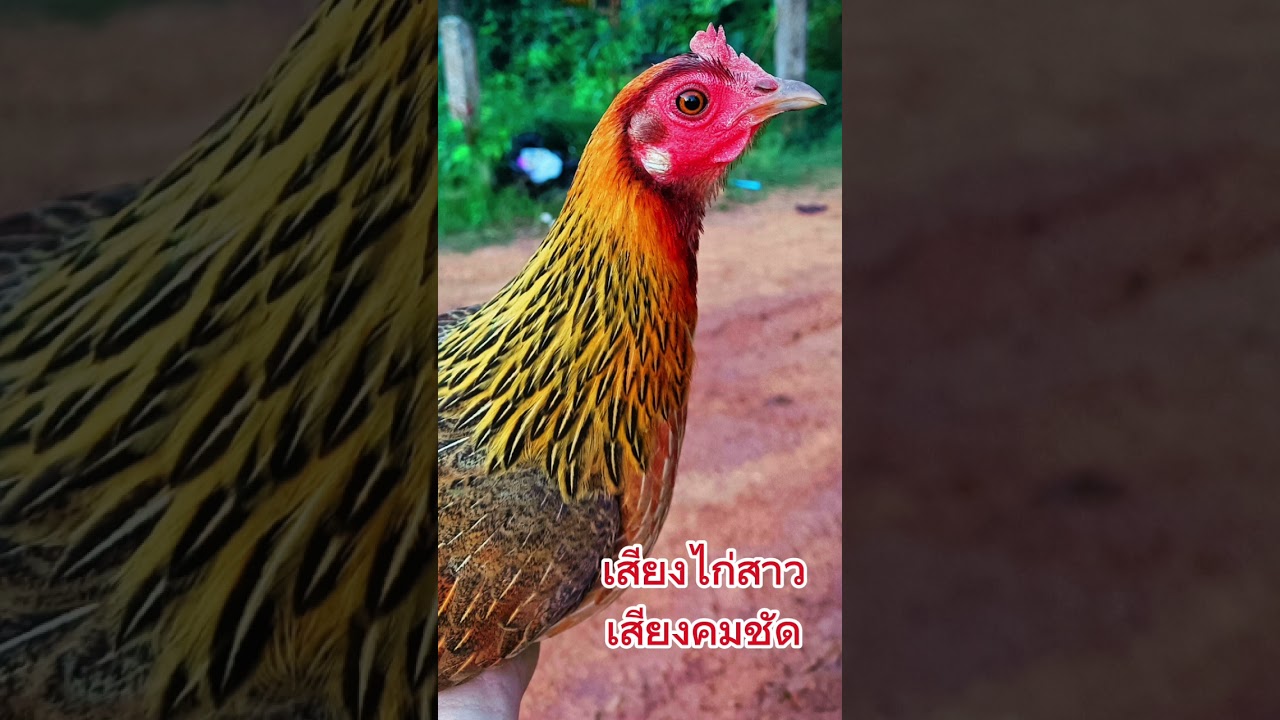 #เสียงไก่ป่าตัวเมีย #เสียงไก่ต่อตัวเมีย 