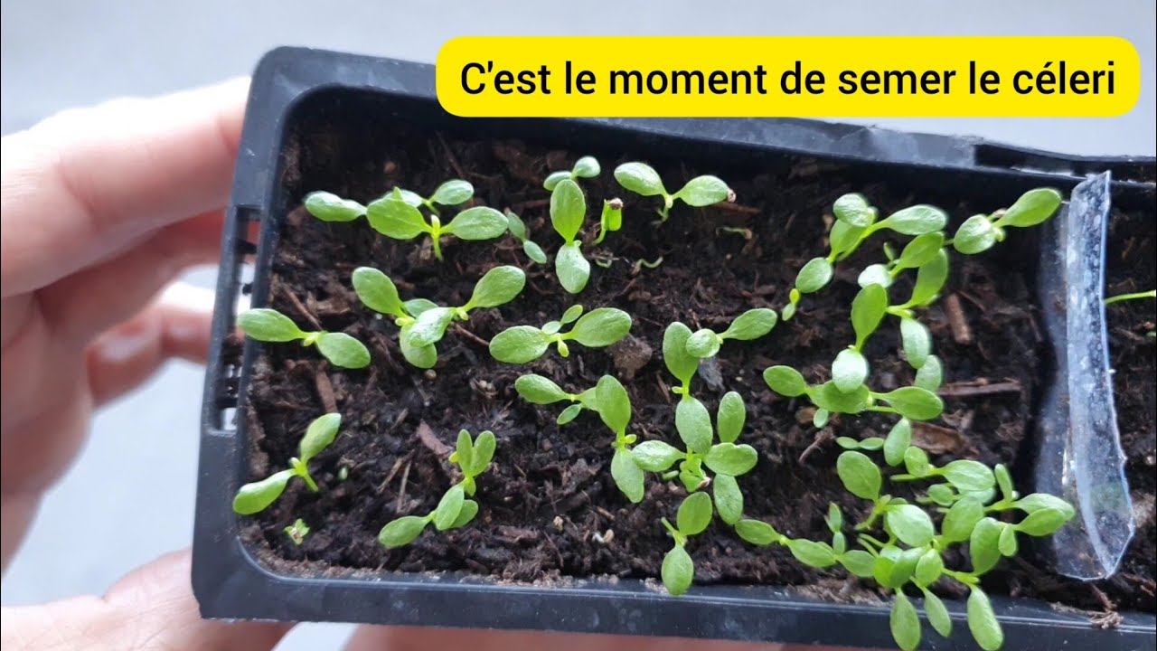 Comment réussir le semis de céleri étape par étape ? 2023