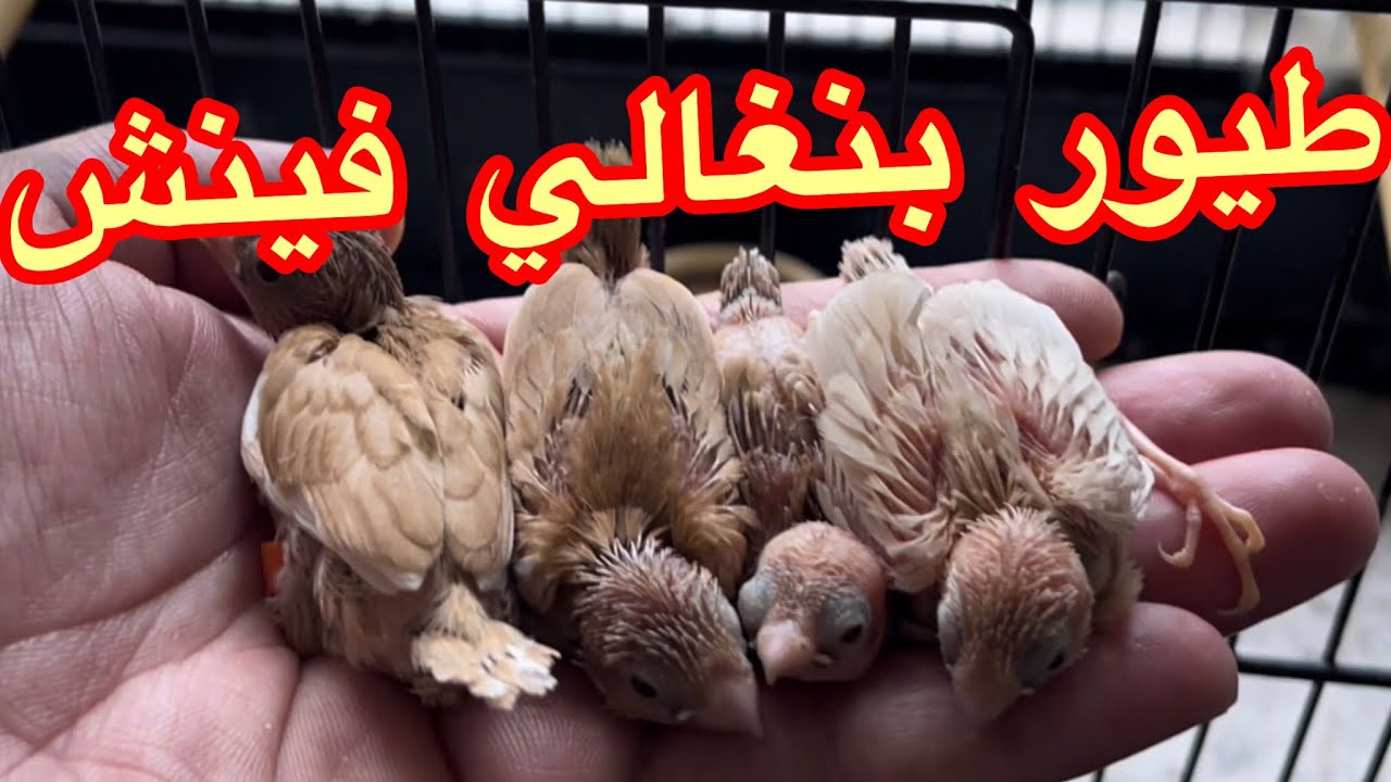 طيور بنغالي فينش مع ألافراخ