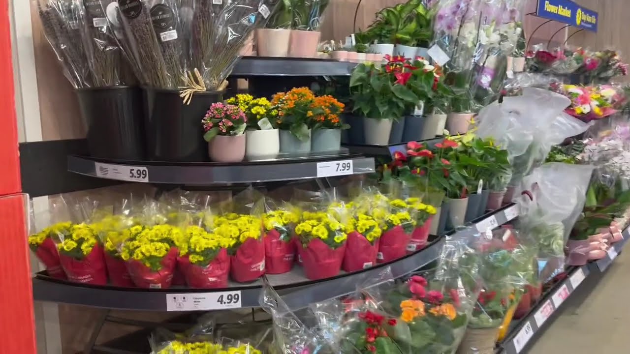 Plants at Lidl Supermarket