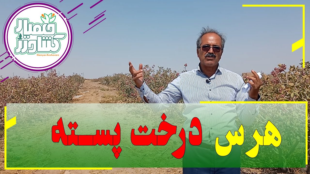 چطور میشه با هرس، درخت پسته رو از پیری زودرس نجات داد؟