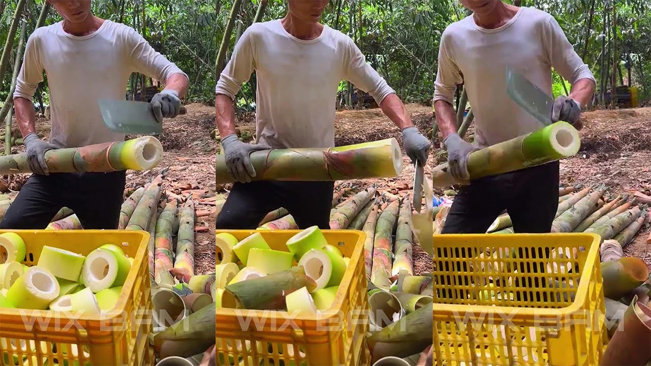 How To Cutting Bamboo Shoot Professional P209