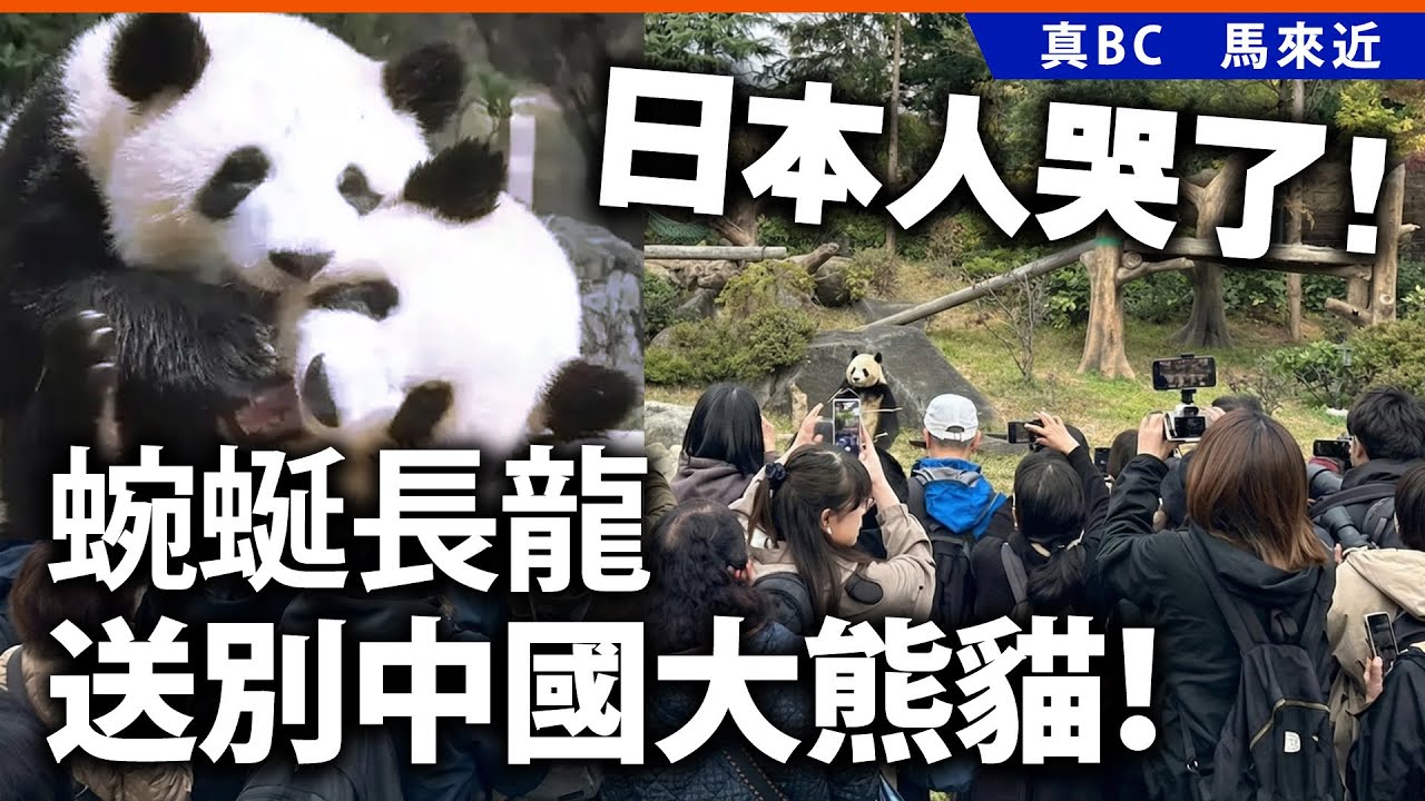 日本人哭了！蜿蜒長龍送別中國大熊貓！