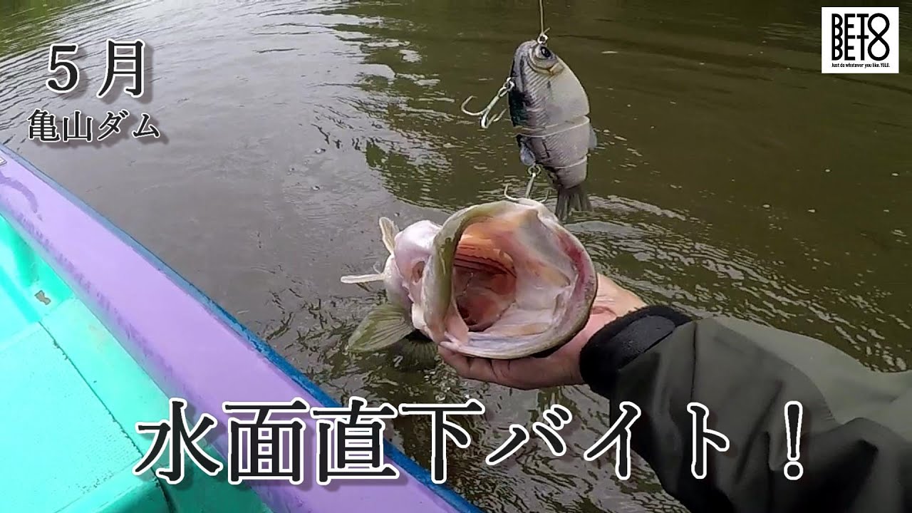 5月の亀山ダム。HOO155FとVERO120Fで水面直下バイト！