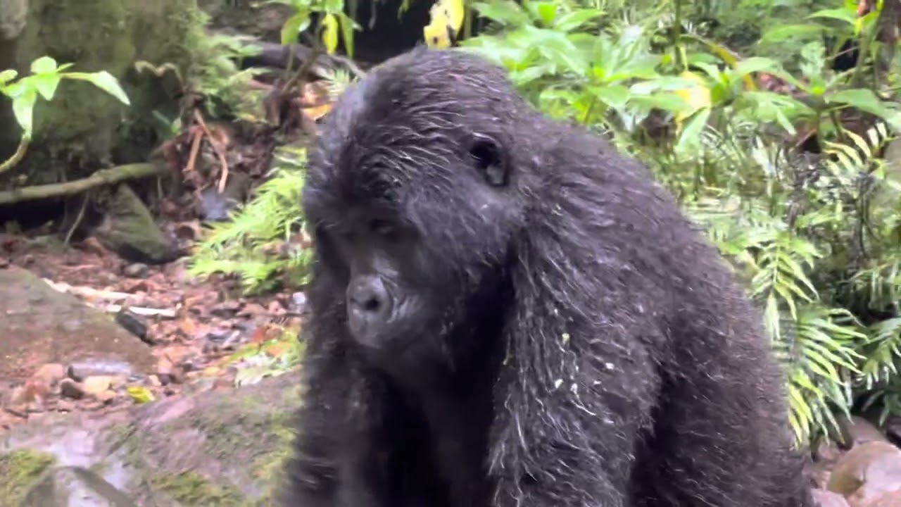 Gorillas among us