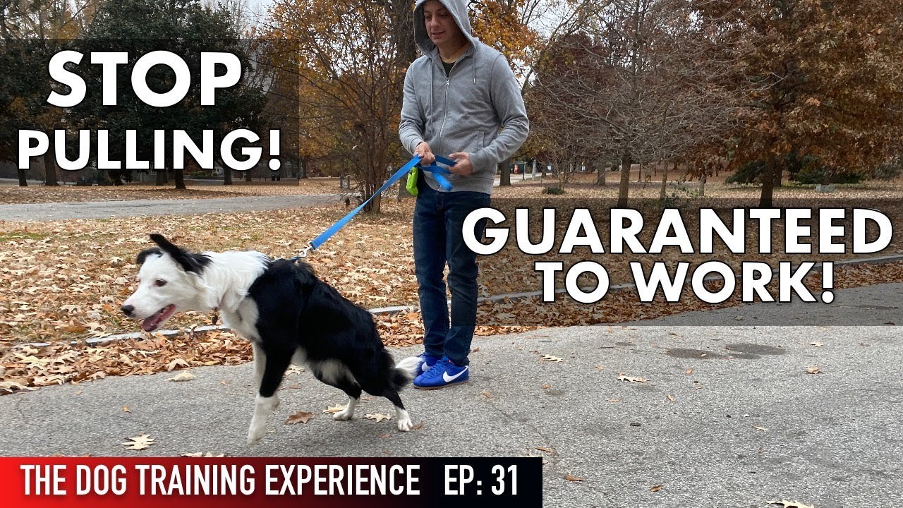 The MOST REALISTIC Leash Dog Training Lesson EVER! STOP PULLING!