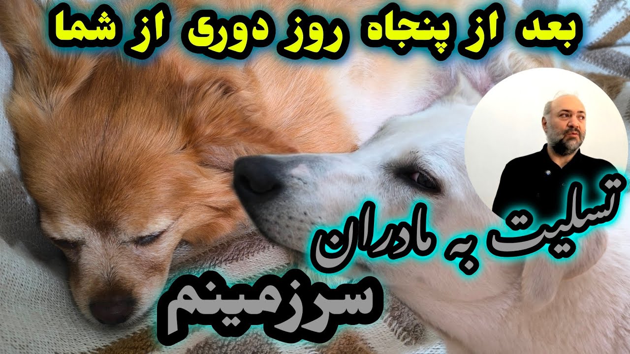 فرشته ها نمیدونن اختلاف انسان ها برای چیه#dogs #puppy 🐾🐕