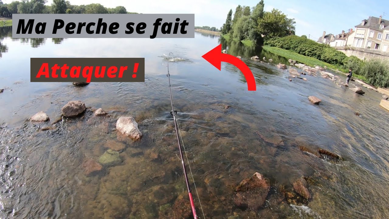 Pêche en LOIRE : Brochet, Chevesne, Perche + les ASPES me mettent la misère !