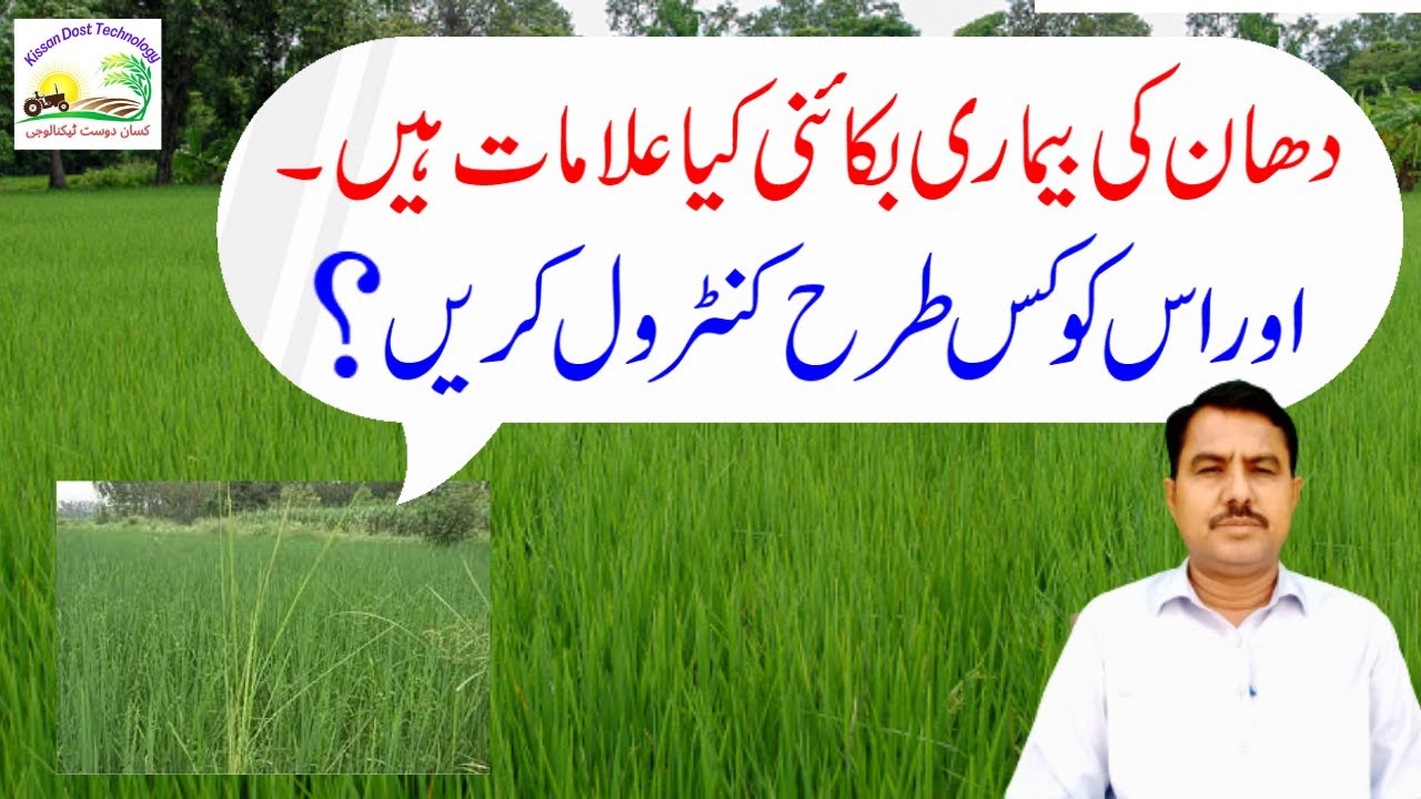 How to control the rice disease bakanae|دھان کی بیماری بکائنی کو کیسے کنٹرول کریں