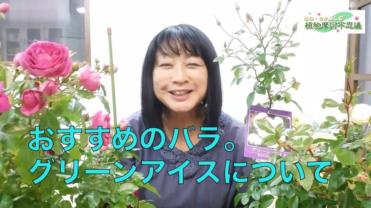 #85 おすすめのバラ。グリーンアイスについて