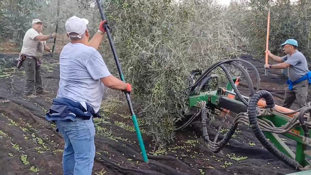 COSECHA DE ACEITUNAS DE VERDEO: Aceituneros en accion, tecnología y tradición, tractores vibradores.
