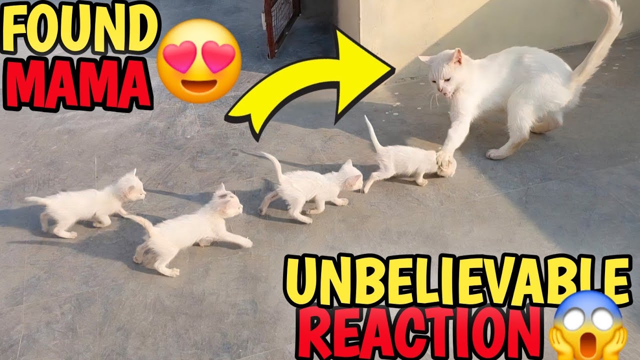 Unbelievable Reaction! Kittens Follow a Cat Thinking She’s Mama… And It Gets Heartbreaking 😿