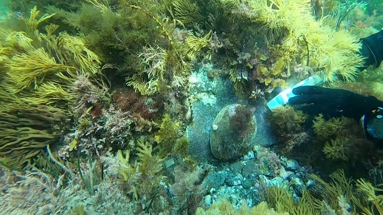 2019.2.4 墨尔本青边鲍鱼 深潜 Melbourne Greenlip Abalone