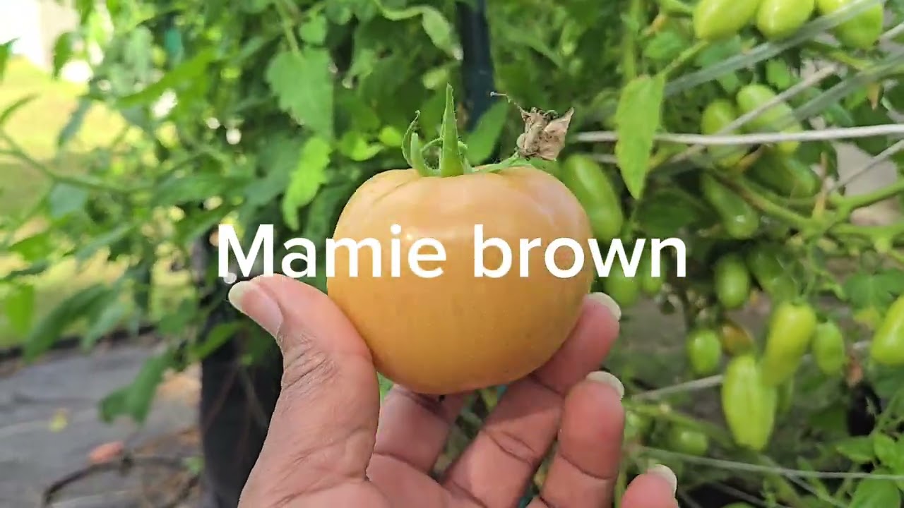 Biggest tomato harvest/harvesting  4 types of tomatoes #harvestingvegetables #tomato #gardening 