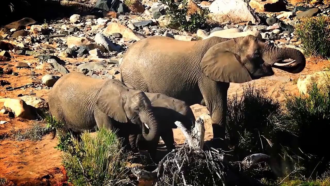 GreenFire Game Lodge   Safari Lodge Balule Game Reserve   Africa Travel Channel