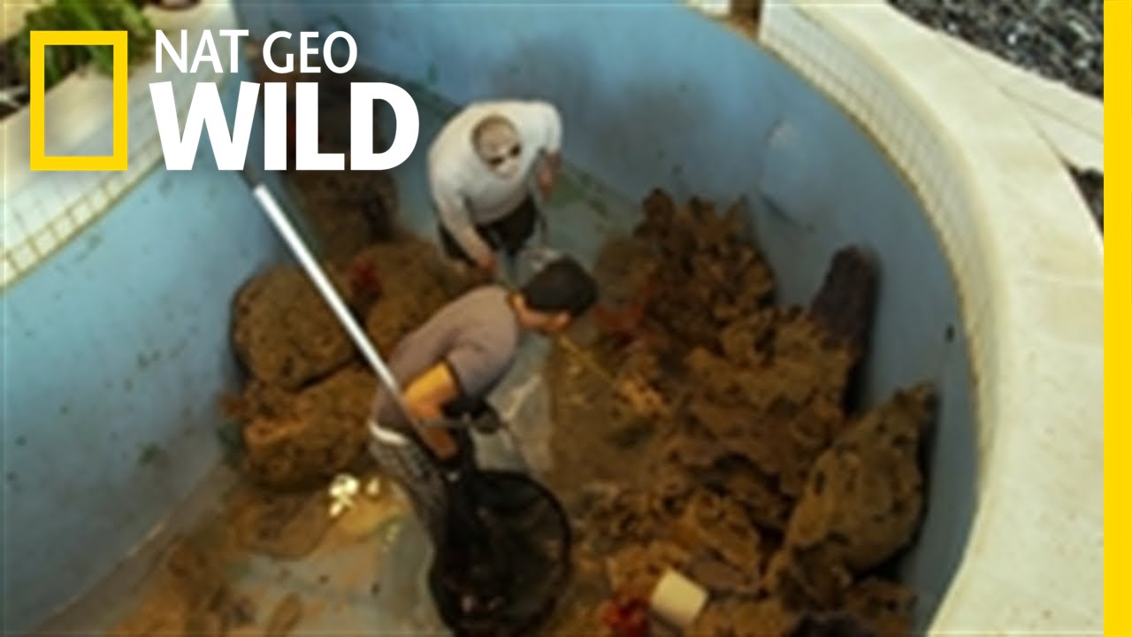 Down the Drain | Fish Tank Kings