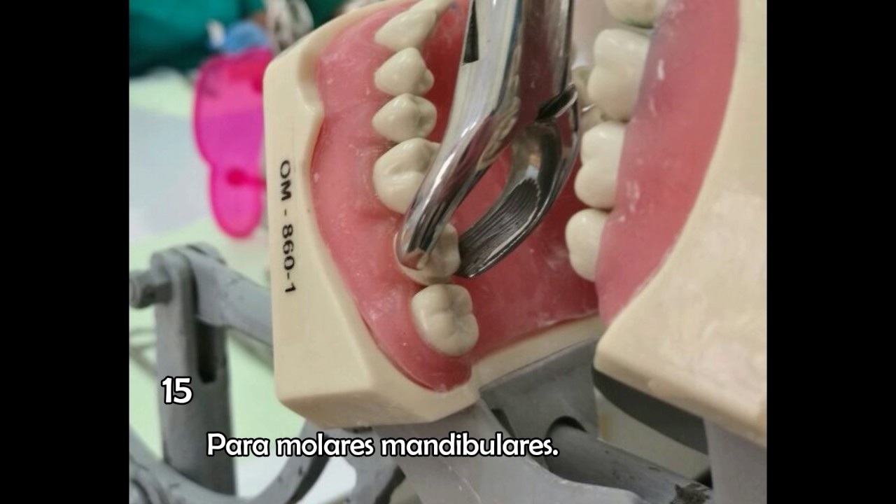 Forceps Dentales