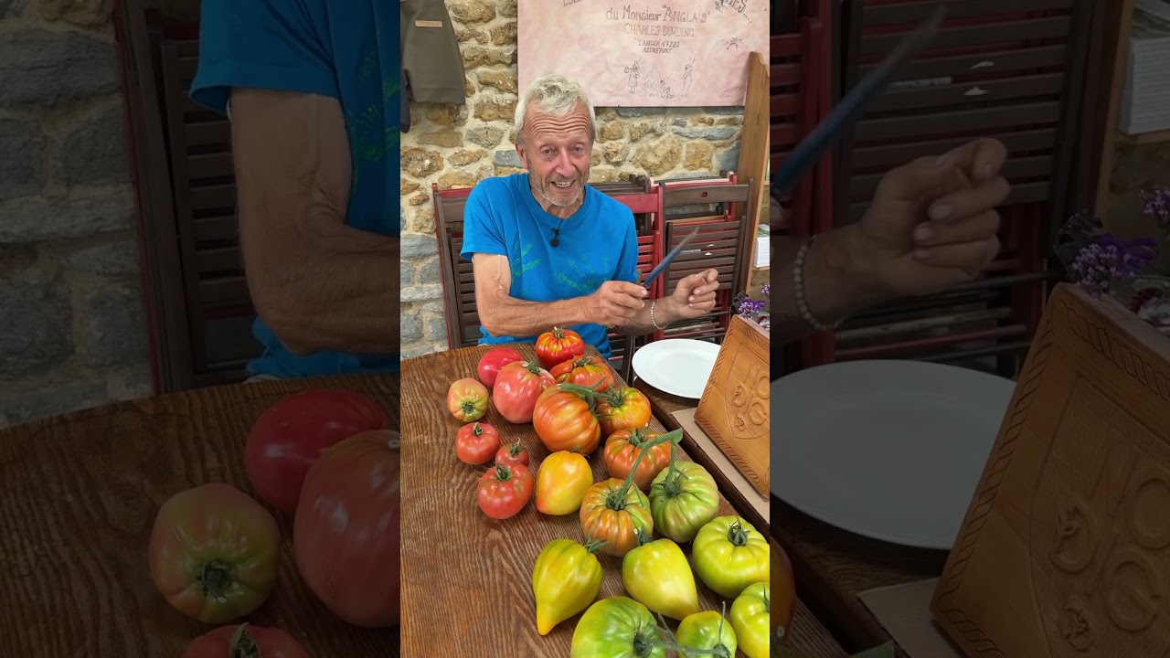 Ripening Beefsteak Tomatoes Off the Vine &ndash; Excellent Flavour from a No Dig Greenhouse