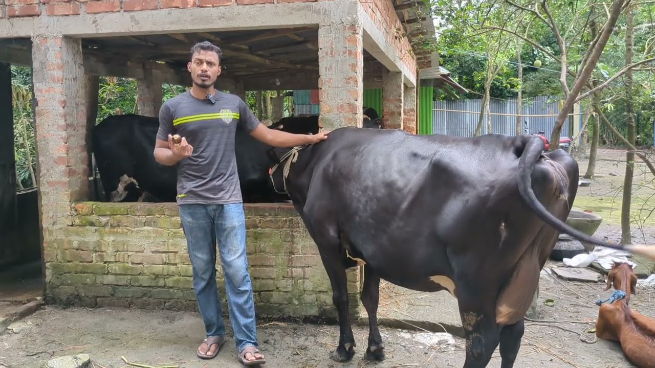 গরুকে ক্যালসিয়াম করানোর সঠিক পদ্ধতি।যা কিনা শতভাগ সফলতা এনে দিবে❤️🐄