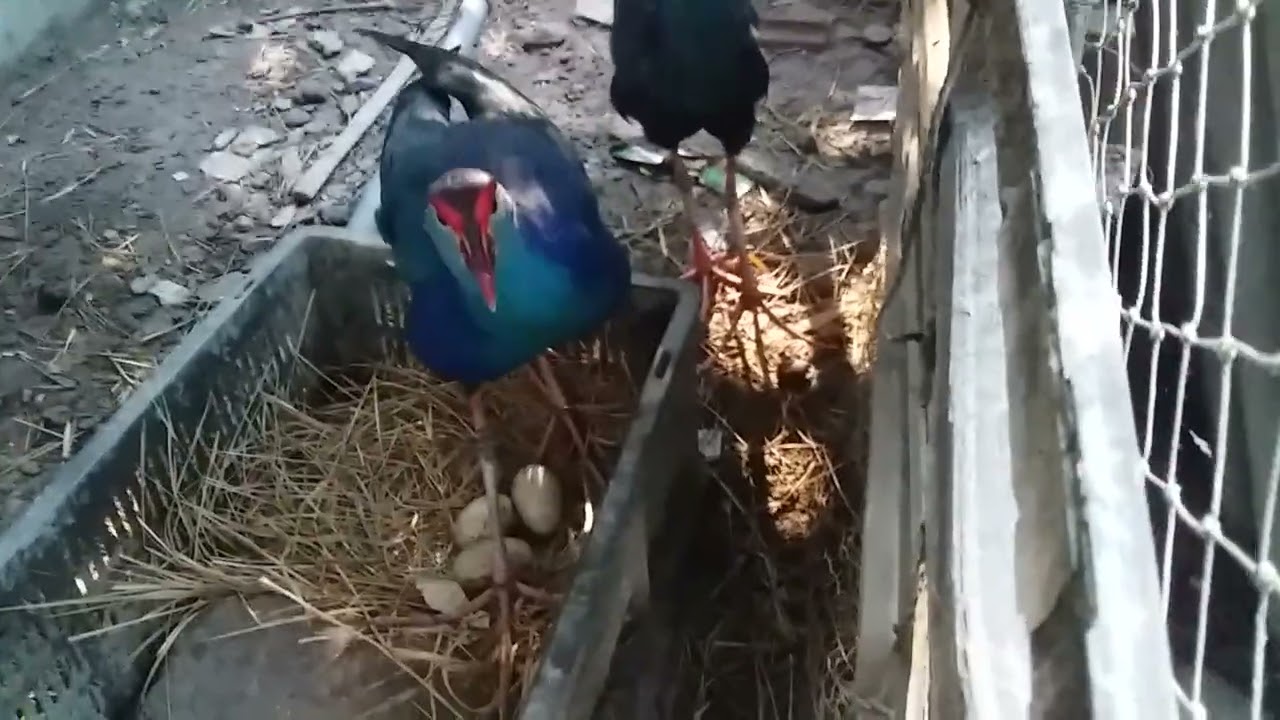 কালিম পাখি বিষয়ে জানতে ০১৭২৭৪৬৩৩২০