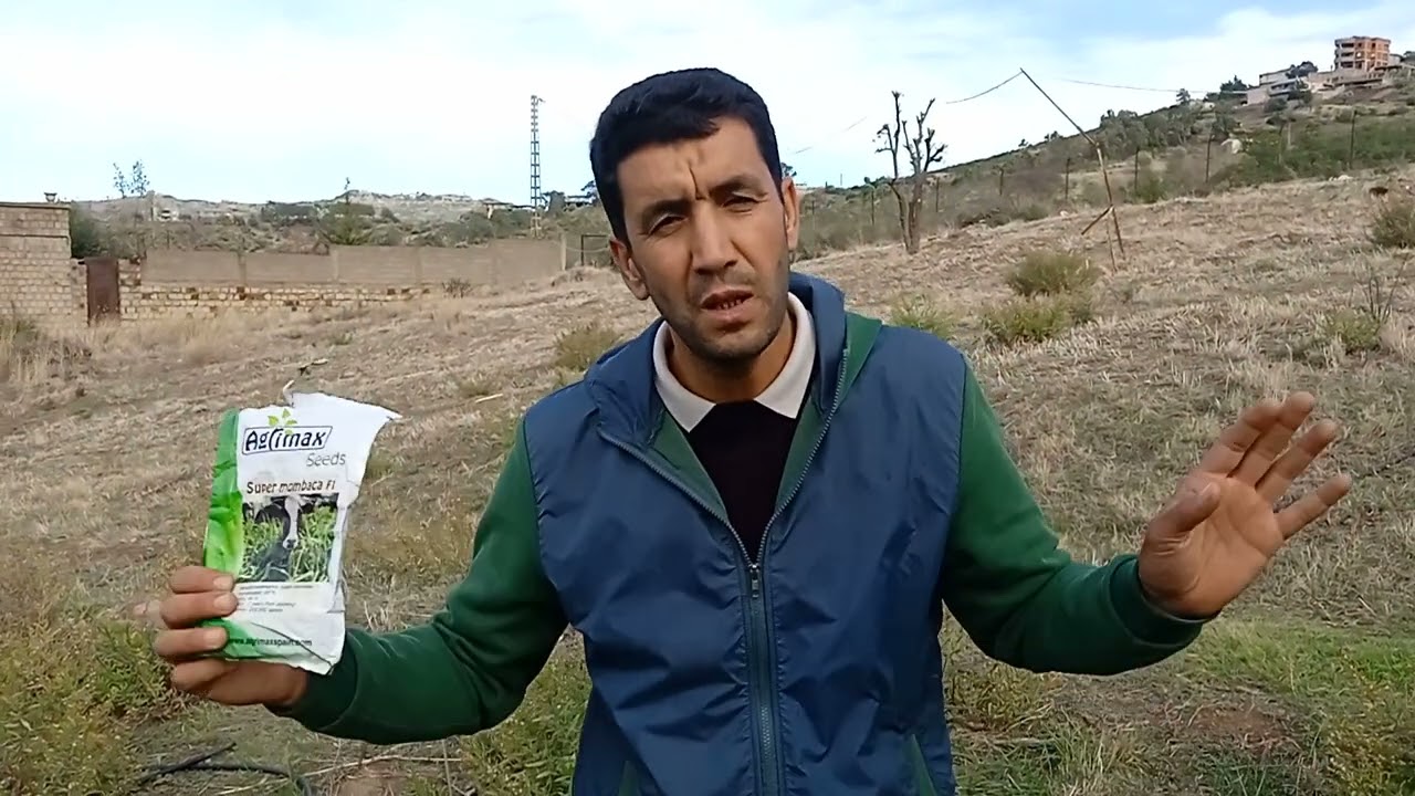 Le panicum un fourrage une fois par décennie