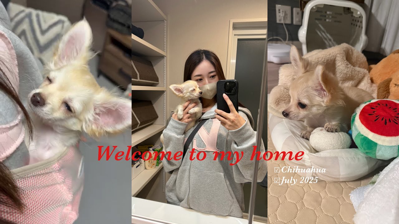 【ご報告】新しい家族が増えました🐶家に来てからの様子