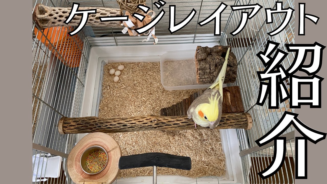 オカメインコのケージ紹介