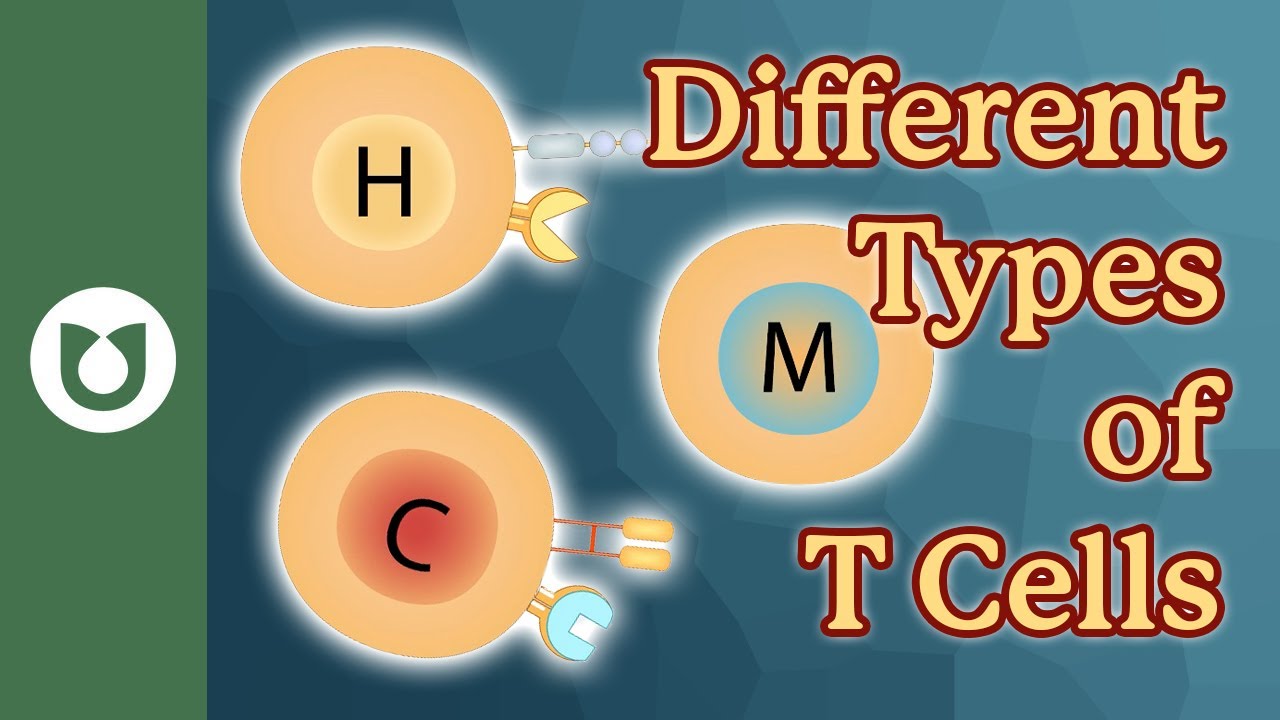 What are the different types of t-cells? #myeloma