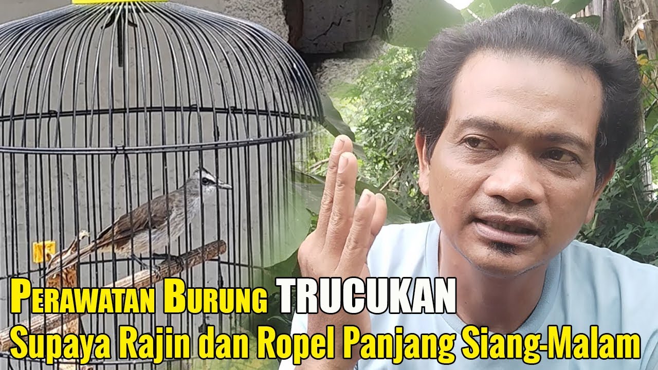 TIPS PERAWATAN TRUCUKAN AGAR ROPEL PANJANG || CARA MERAWAT TRUCUKAN BIAR ROPEL PANJANG
